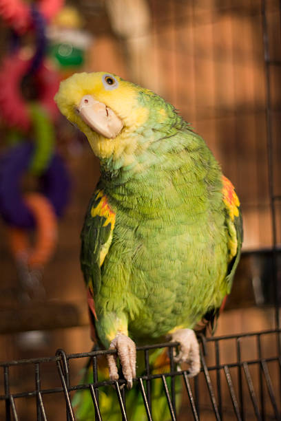 Double Yellow Headed Amazon Parrot stock photo