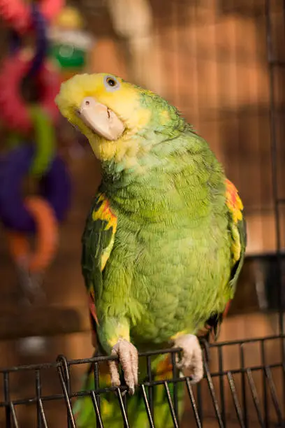 Photo of Double Yellow Headed Amazon Parrot