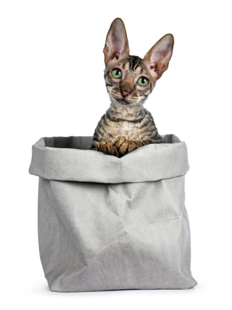 cornish rex kitten on white background