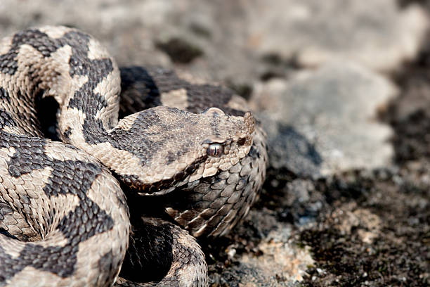 vipera ammodytes - snake adder viper reptile photos et images de collection