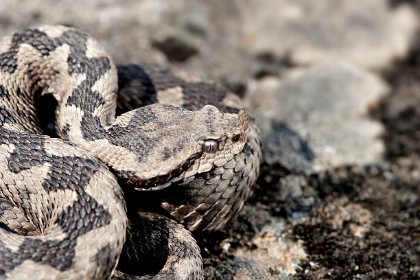 vipera ammodytes - snake adder viper reptile ストックフォトと画像