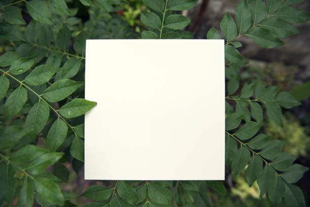 istock white paper on green leaf for mockup template design advertising and branding. 1027683022