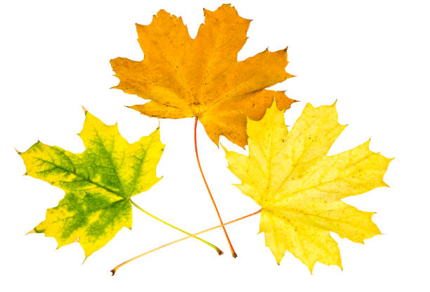 istock Three autumn maple leaves on a white background, close-up 1027683694