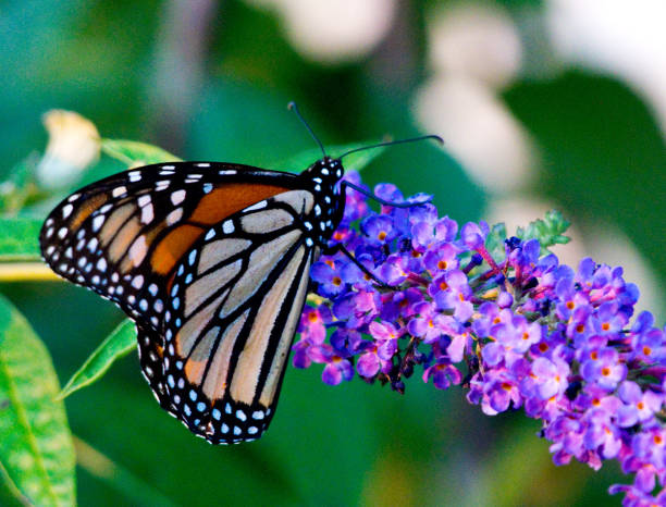 istock Monarch butterfly on purple flower 1027690074
