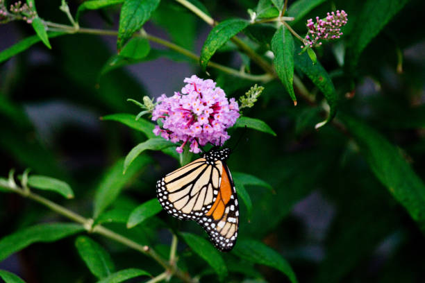 istock Monarch butterfly on purple flower 1027690218