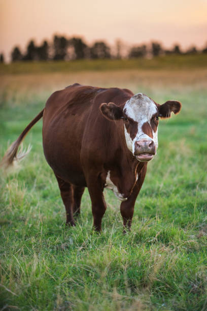 istock Cow in its habita 1027694082