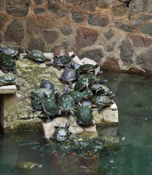 玉皇殿 - チュア ゴック ホアンの池。ホー ・ チ ・ ミン。ベトナム - emperor jade pagoda ストックフォトと画像