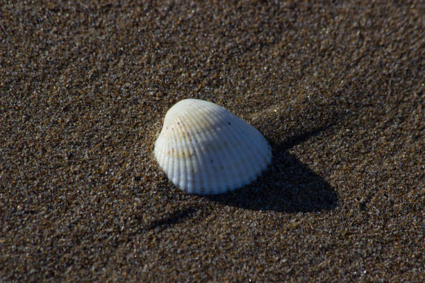 istock Close up of a white mussel shell on a sandy beach, Shabla, Bulgaria 1027697952
