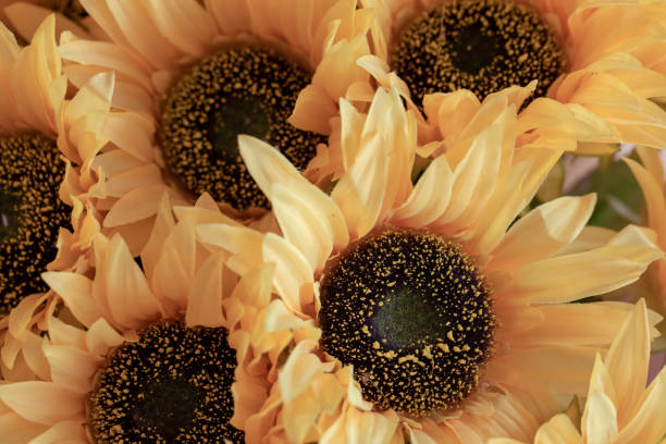 istock Beautiful flower for background, Floral background. 1027698244