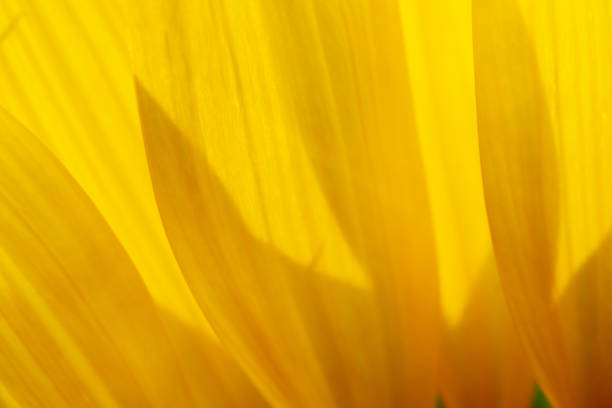 istock Beautiful flower for background, Floral background. 1027700416