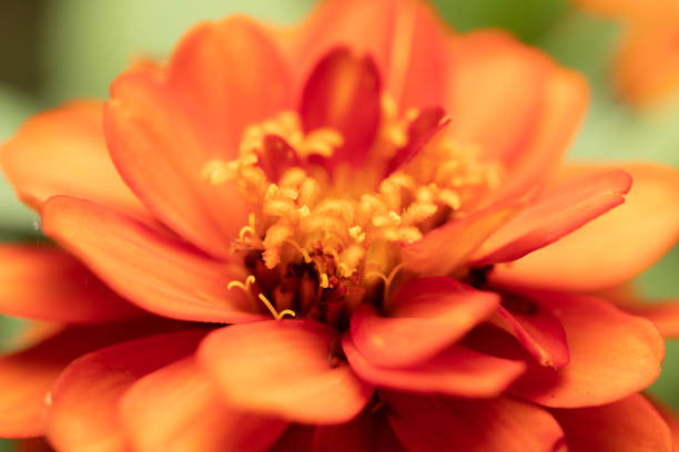 Background of flowers frame, Beautiful flower for background.