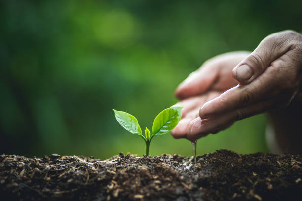 istock Plant a tree,Old hand Watering small trees Coffee tree 1027701576