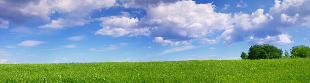 istock Panoramic landscape of green summer meadow 102770293