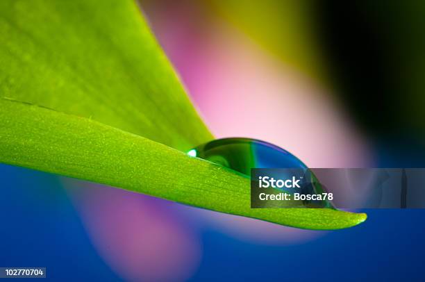 Folha Com Gota - Fotografias de stock e mais imagens de Ampliação - Ampliação, Azul, Bolha - Estrutura Física