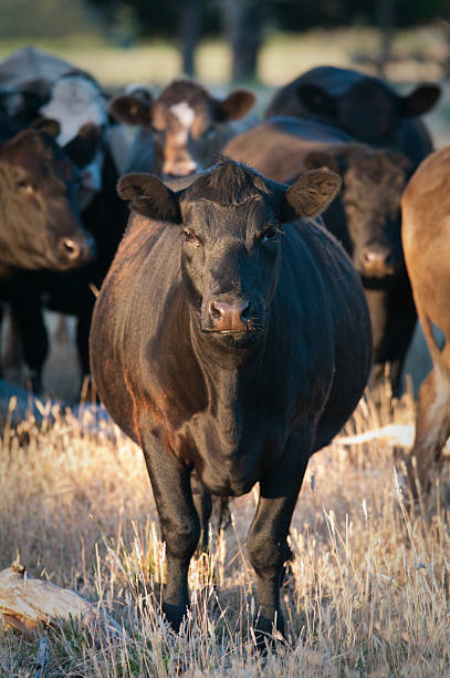 istock Black angus cattle standing in dry paddock, Victoria, Australia 102770705