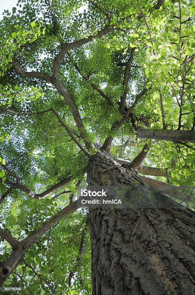 Maidenhair árvore - Foto de stock de Alto - Descrição Geral royalty-free
