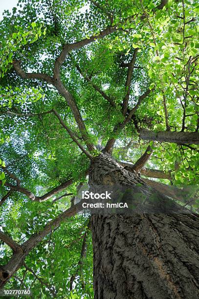 Foto de Maidenhair Árvore e mais fotos de stock de Alto - Descrição Geral - Alto - Descrição Geral, Arbusto, Beleza natural - Natureza