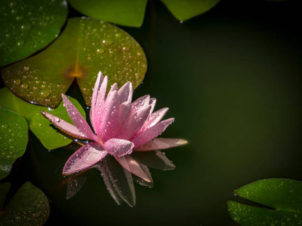 lírios de água "marliacea rosea" com pétalas de rosa e um sapo no centro da composição. folhas de nymphaeas em uma lagoa em um fundo de verde-escuro. lugar para o seu texto. - lotus reflection flower single flower - fotografias e filmes do acervo