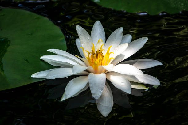 lírio branco "marliacea rosea". folhas de nymphaea em uma lagoa em um fundo de verde-escuro. eles são cobertos com gotas de água. de manhã cedo - lotus reflection flower single flower - fotografias e filmes do acervo