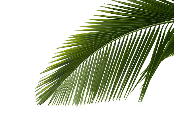 istock Leaves of palm 102771026