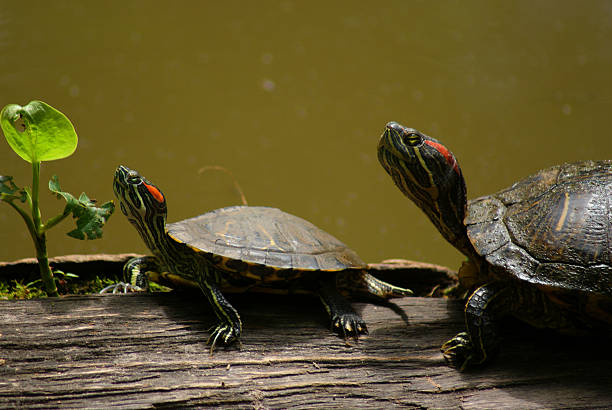 famille de tortue - turtle photos et images de collection