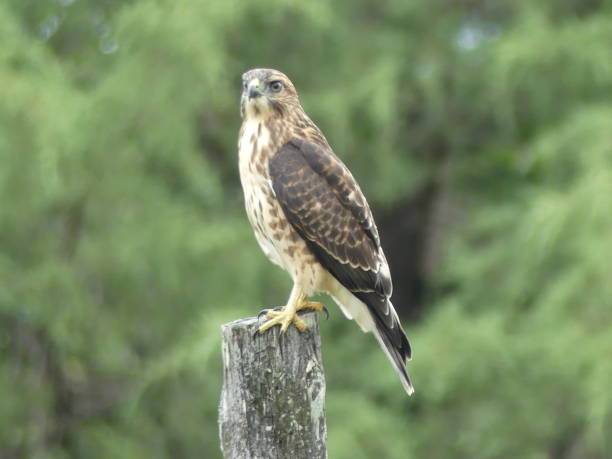 istock Broad-Winged Hawk on wooden post hunting. 1027714494