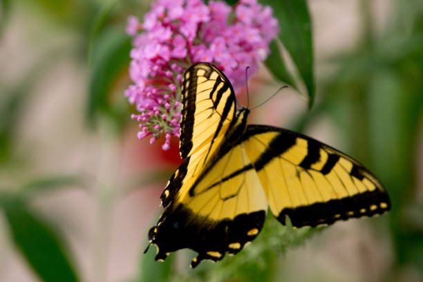 istock Yellow and black butterfly on purple flower 1027714892