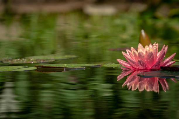 um belo rosa lírio d'água 'do perry laranja sunset' com pétalas delicadas em uma lagoa em um fundo de folhas escuras. a nymphaea e as folhas são cobertas com gotas de água. lugar para o seu texto. - lotus reflection flower single flower - fotografias e filmes do acervo