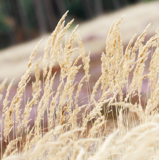 istock Wood small-reed or bushgrass (Calamagrostis epigejos) 1027715184
