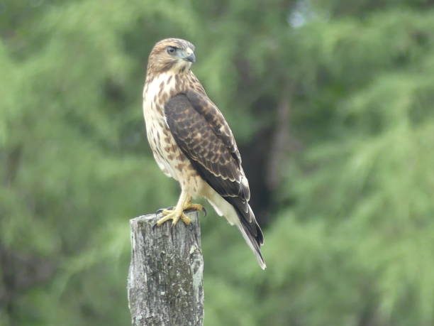 istock Broad-Winged Hawk on wooden post hunting. 1027715360