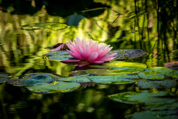 início da manhã de lírio de água-de-rosa 'perry laranja sunset' - lotus reflection flower single flower - fotografias e filmes do acervo