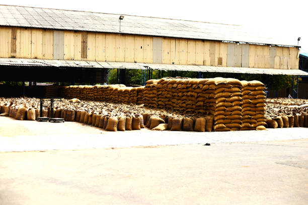 Wheat grain filled in sacks open in the market after wheat harvesting during summer season.