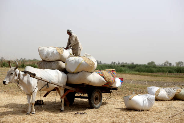 Rural farmers collecting husk in the field after wheat crop harvesting outdoor in the nature during summer season & loading it to the bull cart after collecting.