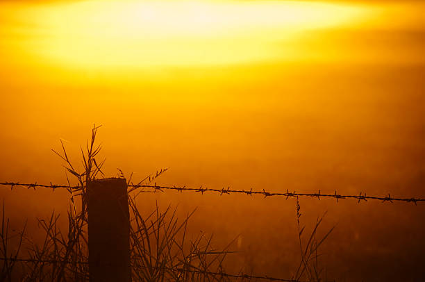 istock Crack of Dawn 102771919