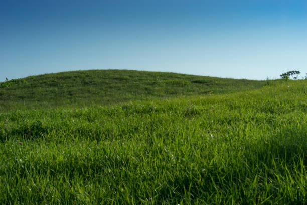 istock hill covered with uncut green grass on a blue sky background. 1027722478