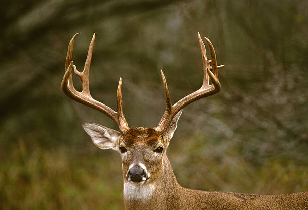 istock Trophy White-tailed Buck Close Up 102772392