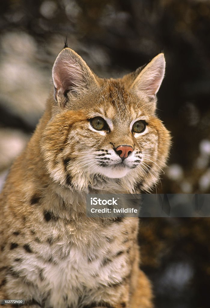 Cute Bobcat  Animal Stock Photo