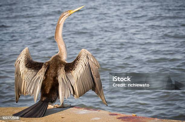 Photo libre de droit de Anhinga Anjinga Melanogaster Propagation Des Ailes banque d'images et plus d'images libres de droit de Aile d'animal