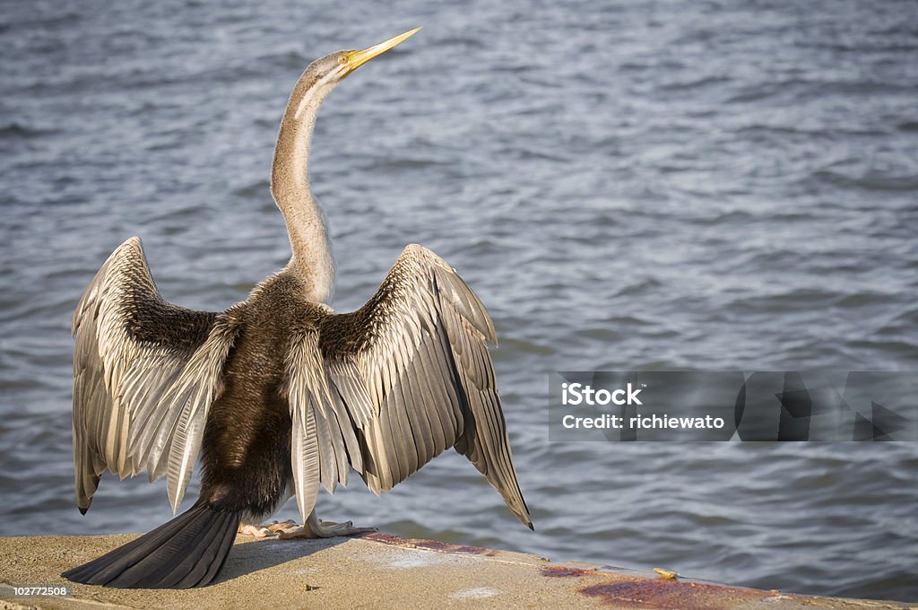 Darter （anjinga melanogaster )スプレッドの手羽先 - オーストラリアヘビウのロイヤリティフリーストックフォト