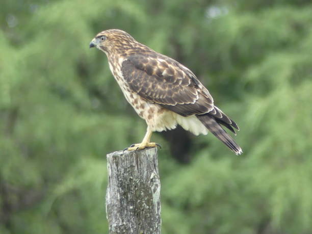istock Broad-Winged Hawk on wooden post hunting. 1027726688