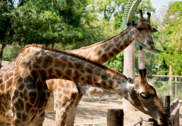 istock Giraffe in the zoo waiting for animal feed. 1027728548