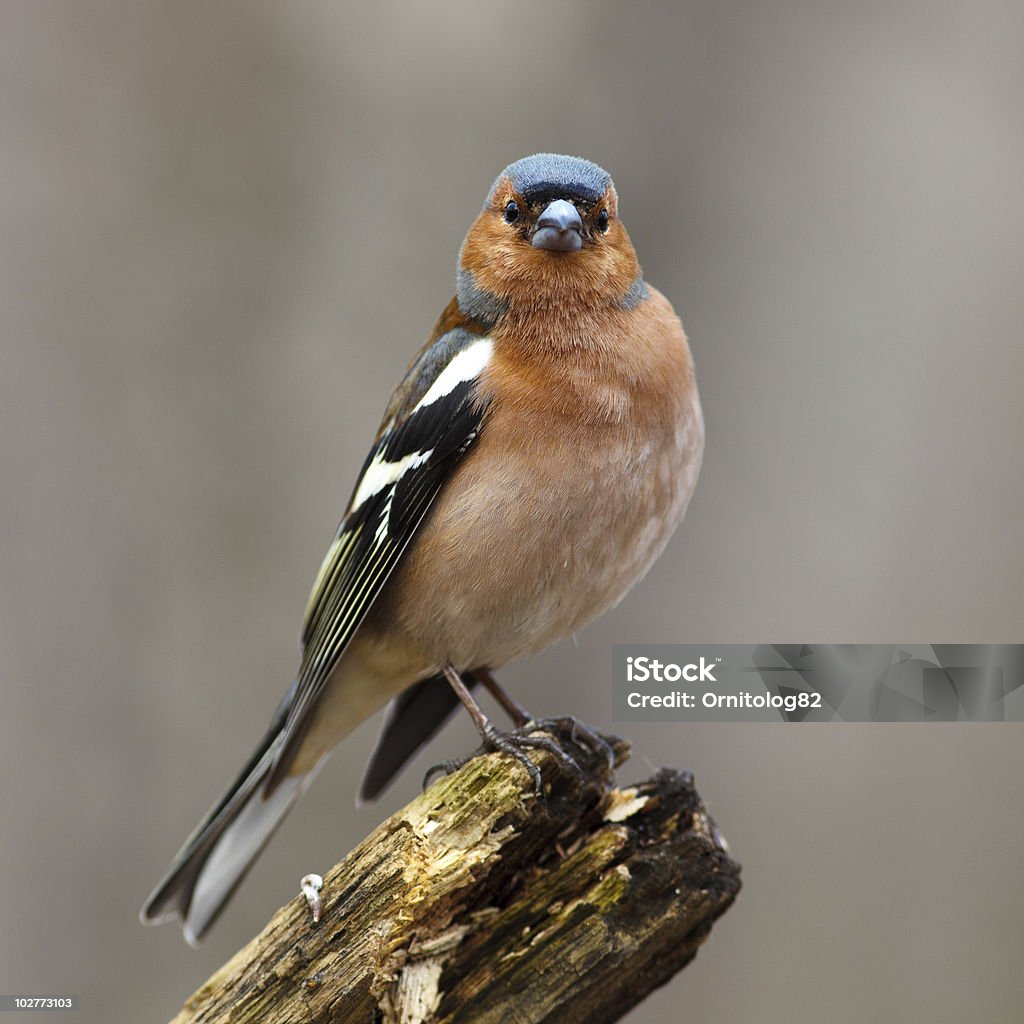 ズアオアトリ（Fringilla coelebs )、雄 - カラー画像のロイヤリティフリーストックフォト