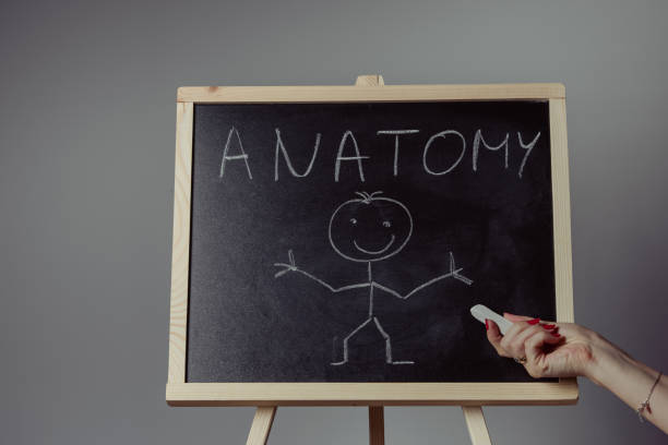 istock Anatomy word written on chalkboard 1027731232