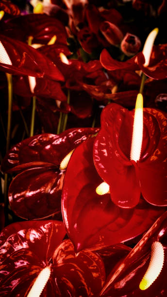 istock Red flowers of coves in beautiful composition 1027731358