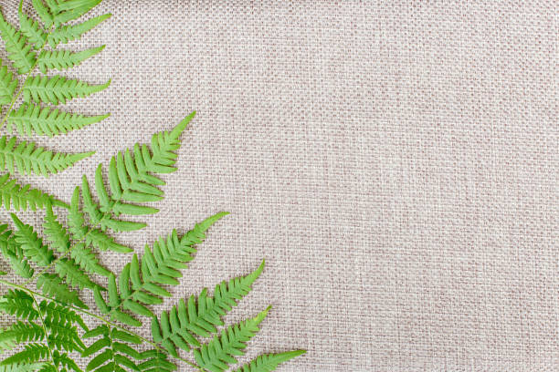 istock Branch of a fern on a beige background 1027731468