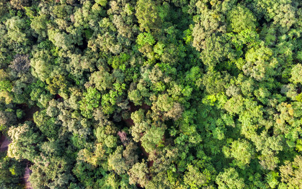 istock Top view of tropical rainforest 1027731714
