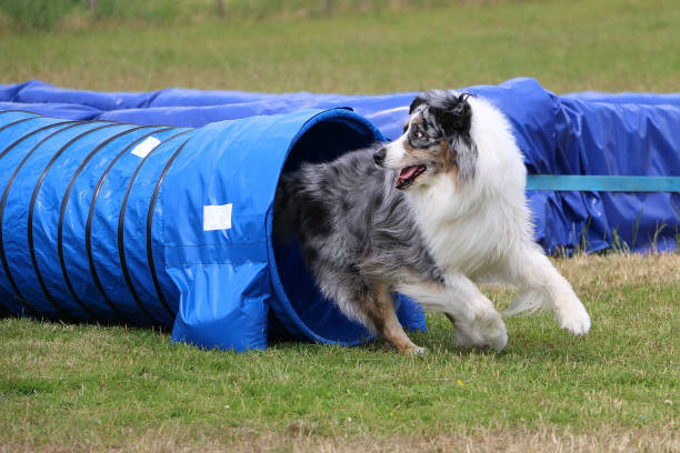 istock agility dog in the tunnel 1027732172