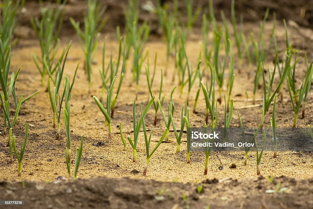 Bed with young garlic. This photo was taken in the spring near her house in Russia. Agriculture Stock Photo