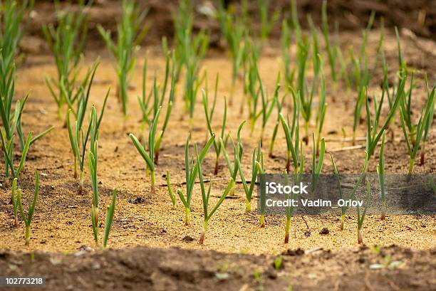 Bed With Young Garlic Stock Photo - Download Image Now - Agriculture, Color Image, Cultivated Land