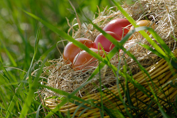 Easter egg basket stock photo